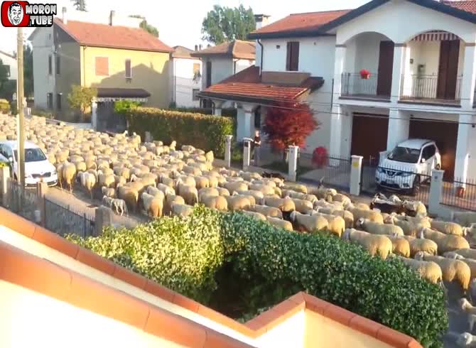 Video :An enormous herd of sheep on a roadway in Italy